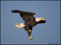 _0SB8902 american bald eagle